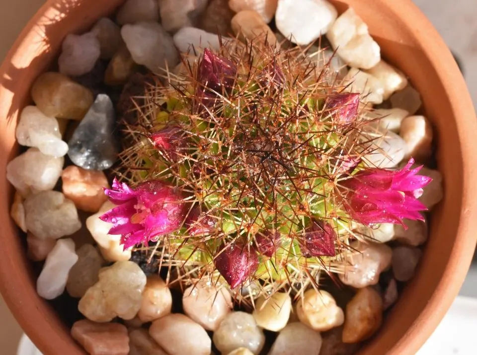 mammillaria red spines pink flowers 4.jpg