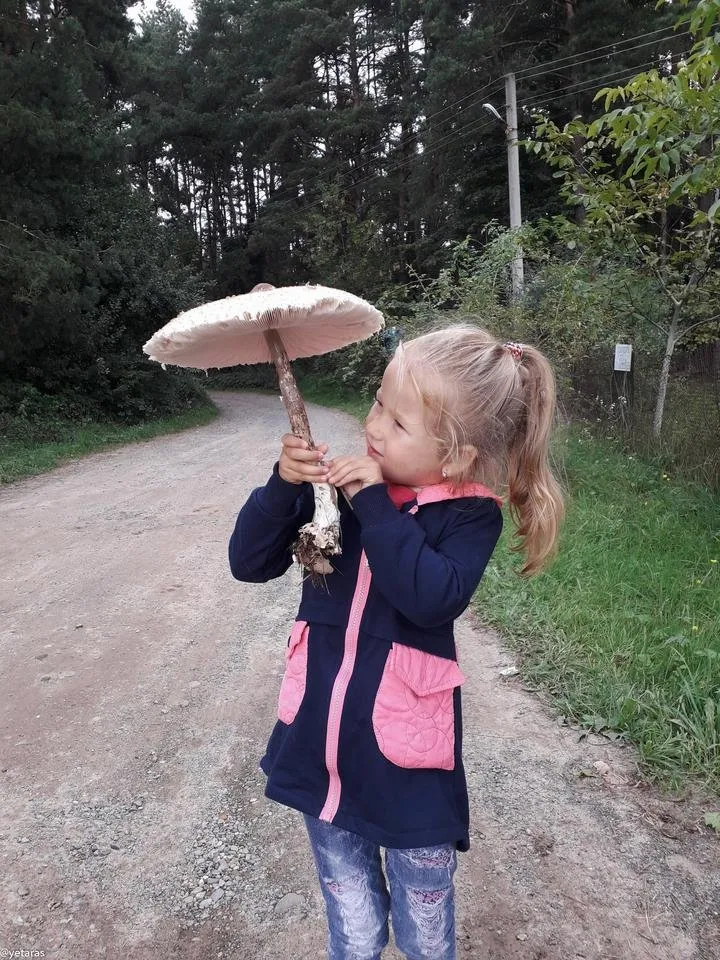 parasolka i darynka 3.jpg
