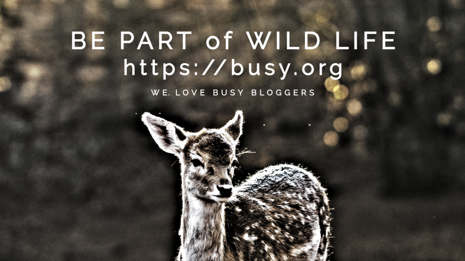 BUSYorg Header #6.png