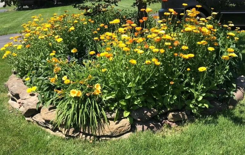 a flower garden 9.jpg