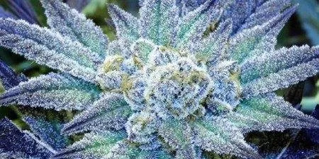 blue_dream_tacoma-450x225.jpg