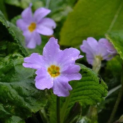 Primula-vulgaris-sibthorpii-3.jpg