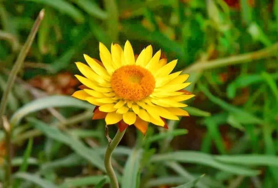 straw flower.jpg