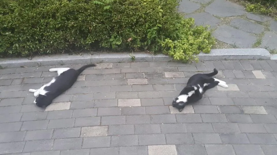 KakaoTalk_20180803_211639869.jpg