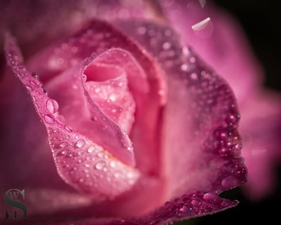 1 SS Flowers-3.jpg
