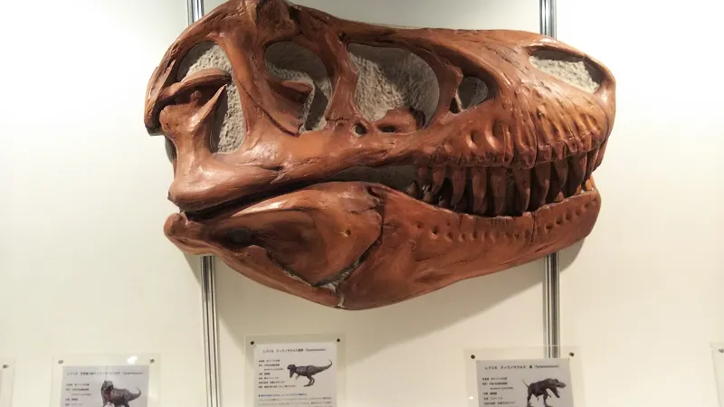 ティラノサウルス頭骨.png
