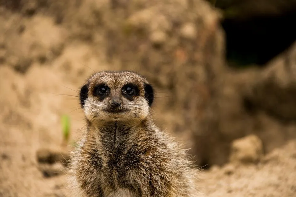 meerkats manor park tenby - by steve j huggett.jpg