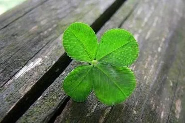 luck-clover.jpg