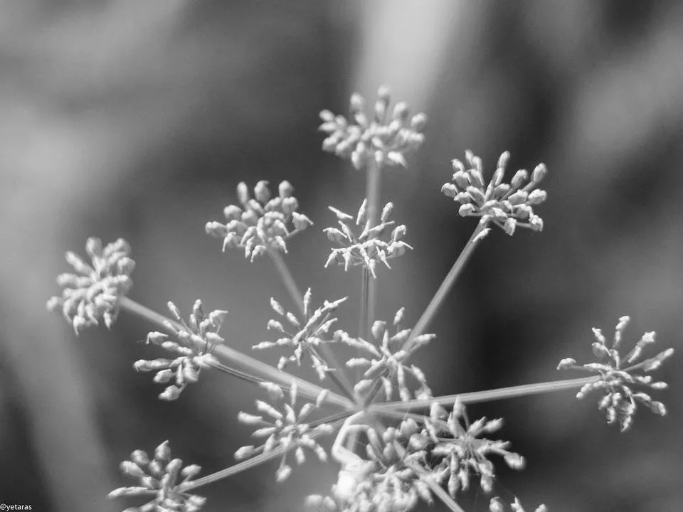 bw plants 4.jpg