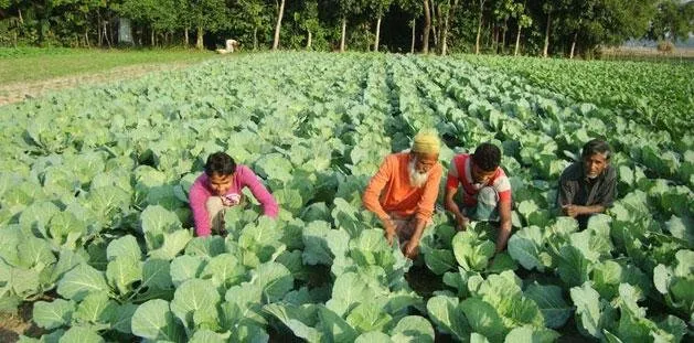 importance-of-agriculture-in-bangladesh.jpg