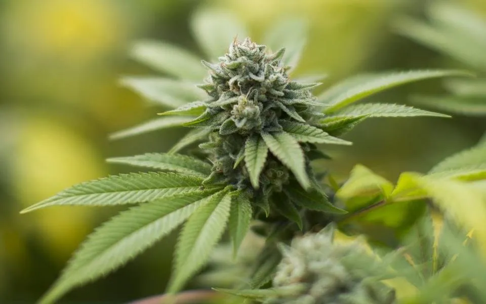 gorilla-glue-strain-article-1024x640.jpg