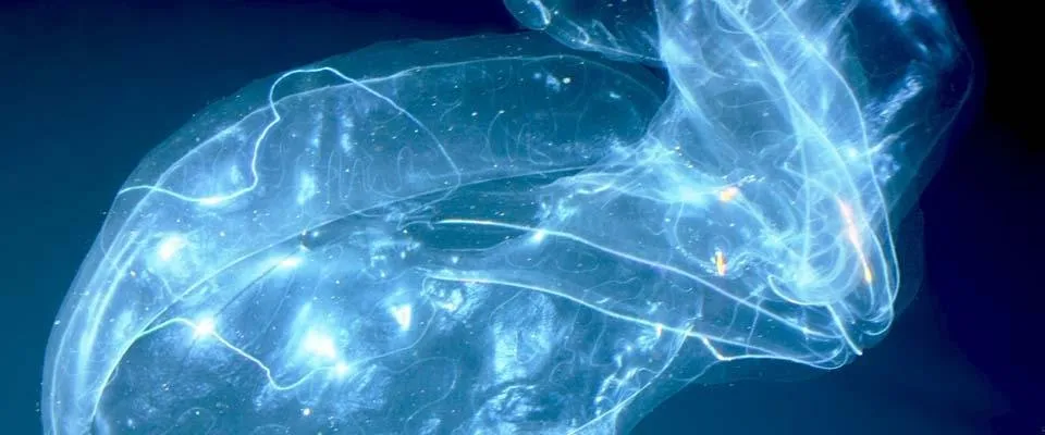 Bioluminescent jellyfish