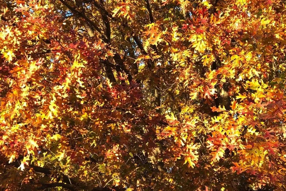 YellowLeaves1.jpg