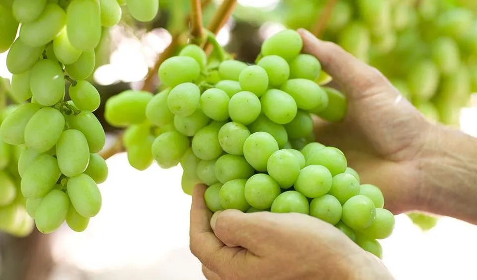 hands-grapes.jpg