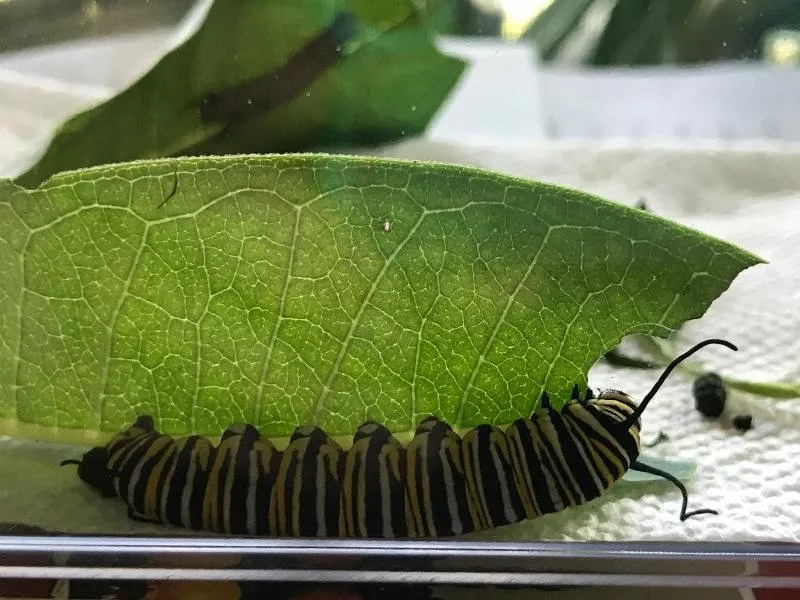 a caterpillar 1.jpg