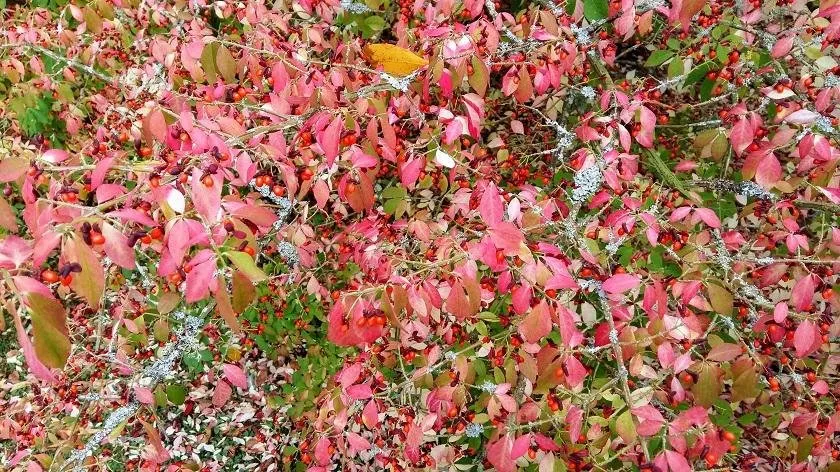 red berries red leaves.jpg