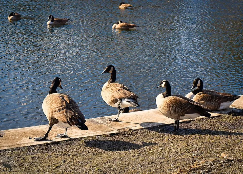 1 Feathered friends at the duck pond-3.jpg
