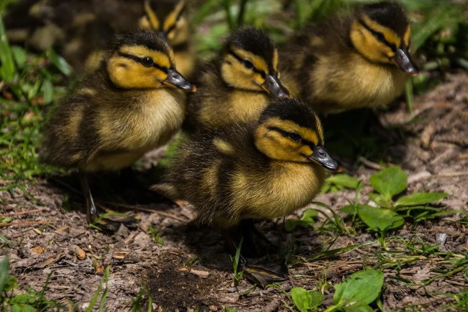 Duck chicks - by steve j huggett.jpg