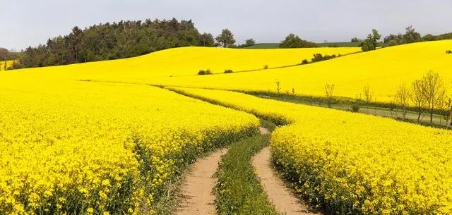 GO_oilseeds_rapeseed.jpg