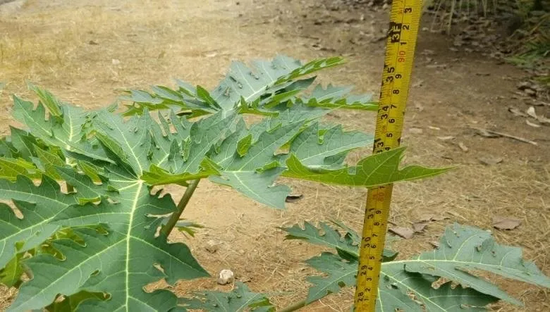 dwarf pawpaw tree less than 3 feet high.jpg