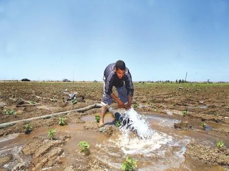 2012_agriculture_03_524515260_735831347.jpg