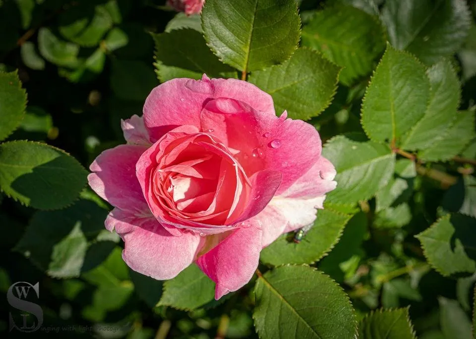 1 SS Flowers-2.jpg