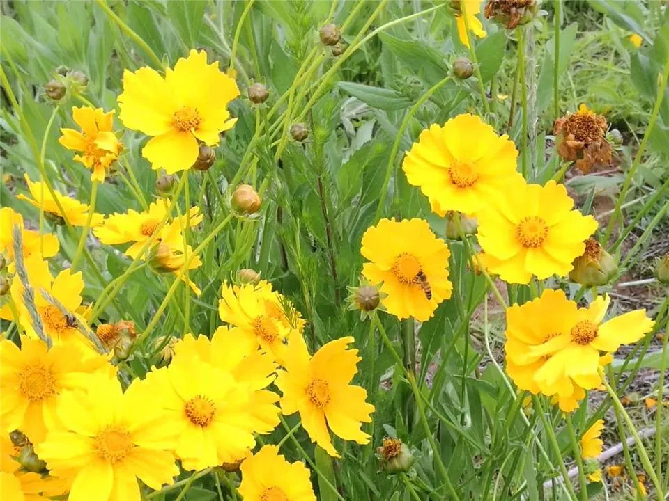 花黄.jpg