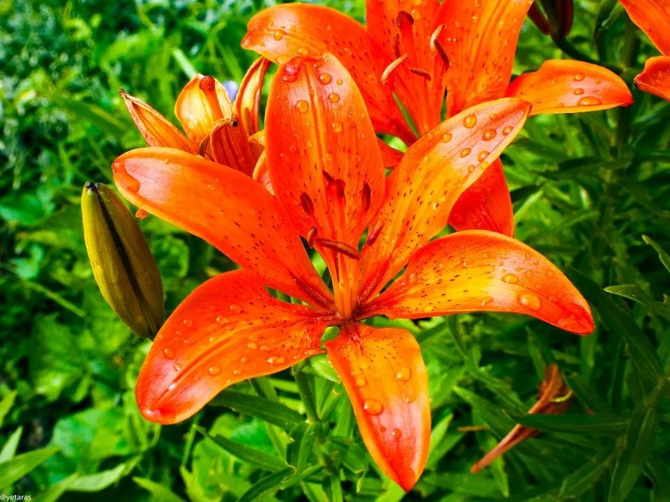 royal lily orange 2.jpg