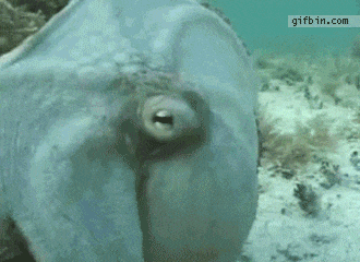 22.gif