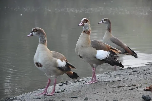 ducks-807100_640.jpg