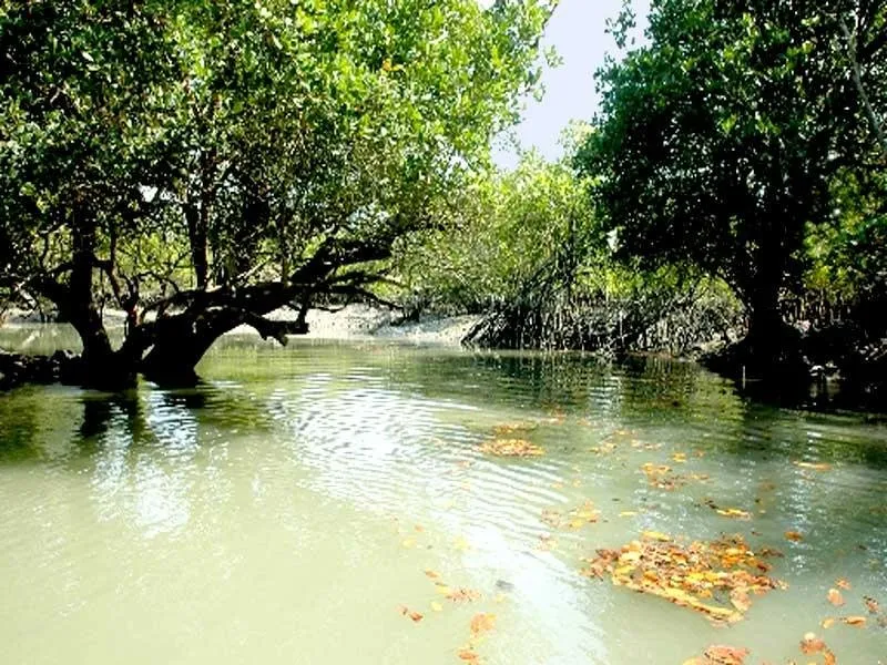 Sundarban-Tree-and-River.jpg