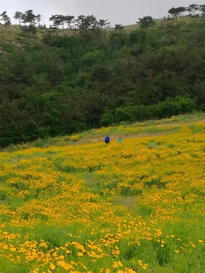 花海.jpg