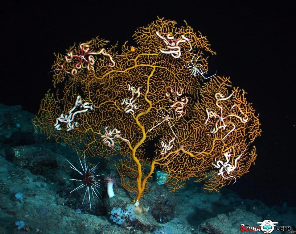 Brittle stars crawling on a deep sea coral