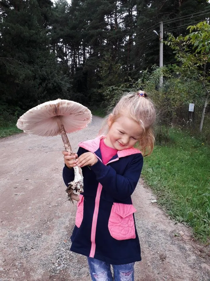 parasolka i darynka 1.jpg