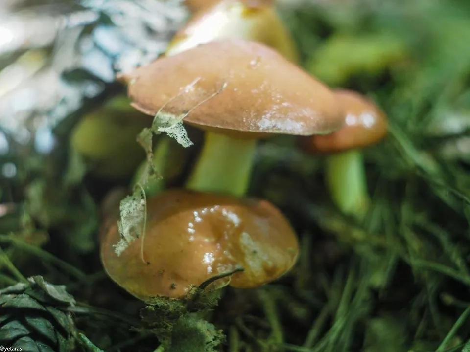 suillus 1.jpg