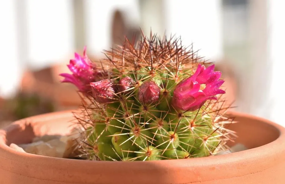 mammillaria red spines pink flowers 1.jpg