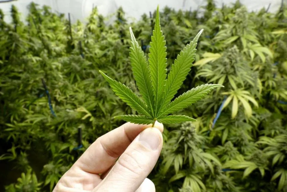 a-man-holding-a-marijuana-leaf.jpg