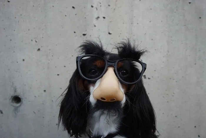 dog in disguise.jpg