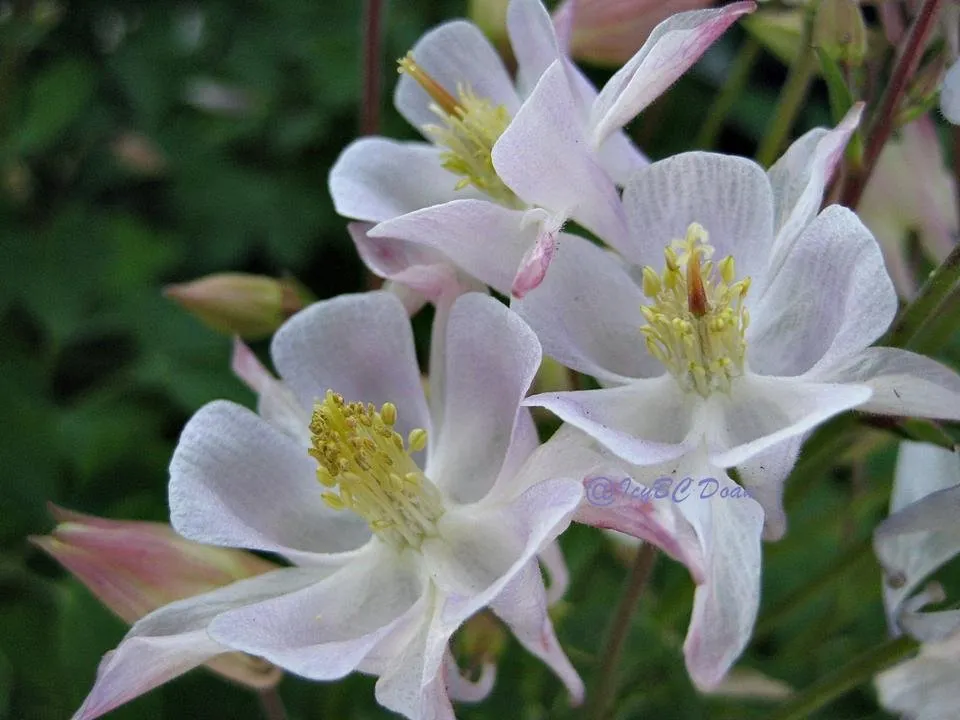 white columbine for flowers day.JPG