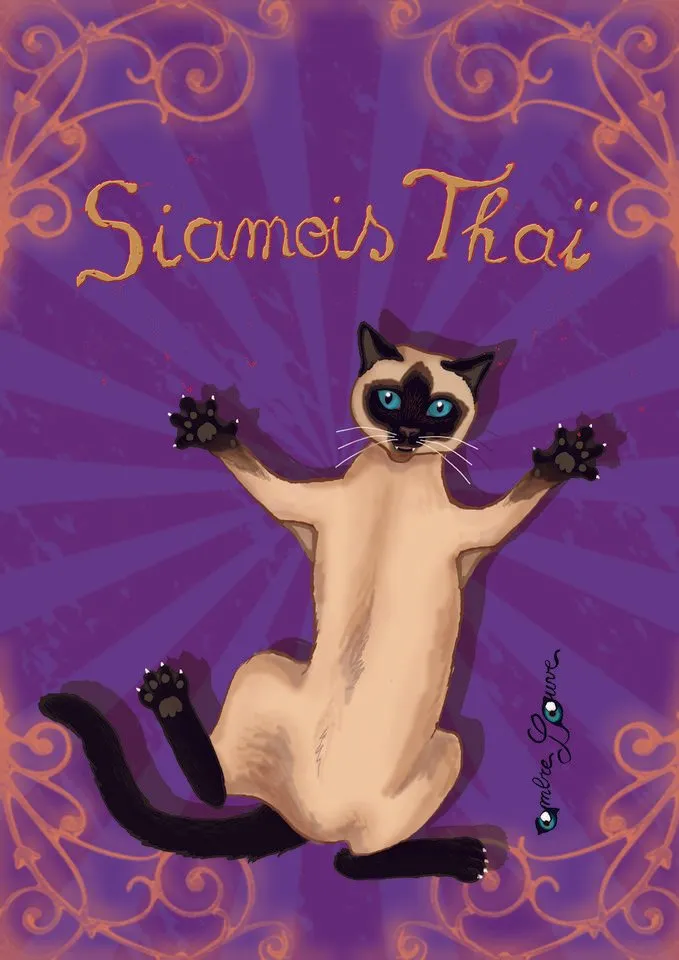 CHAT siamois thai.jpg