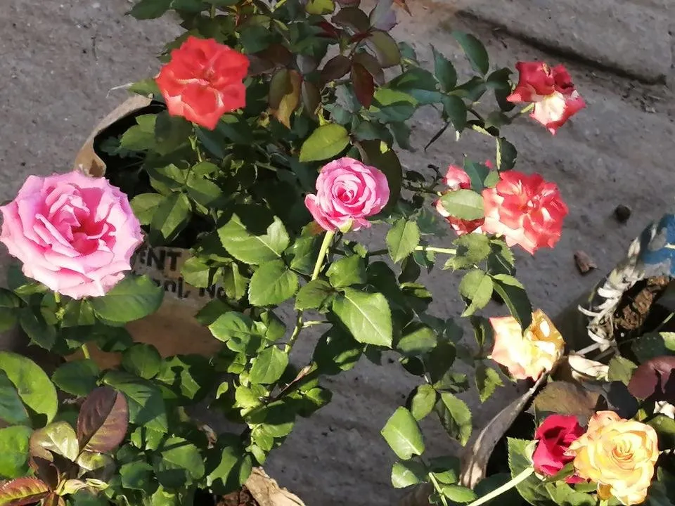 IMG_20190802_171429.jpg