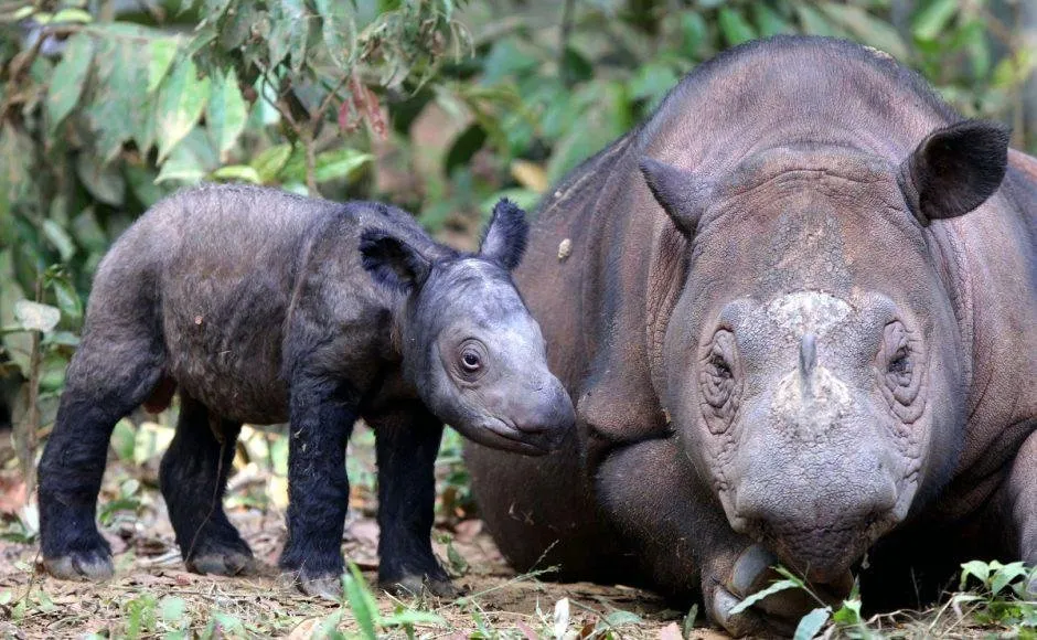 Sumatran-Rhino-940x580.jpg