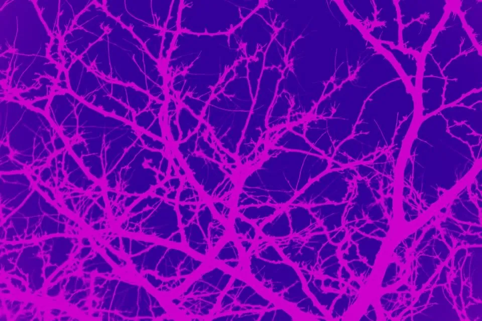 bare tree branches pink.jpg