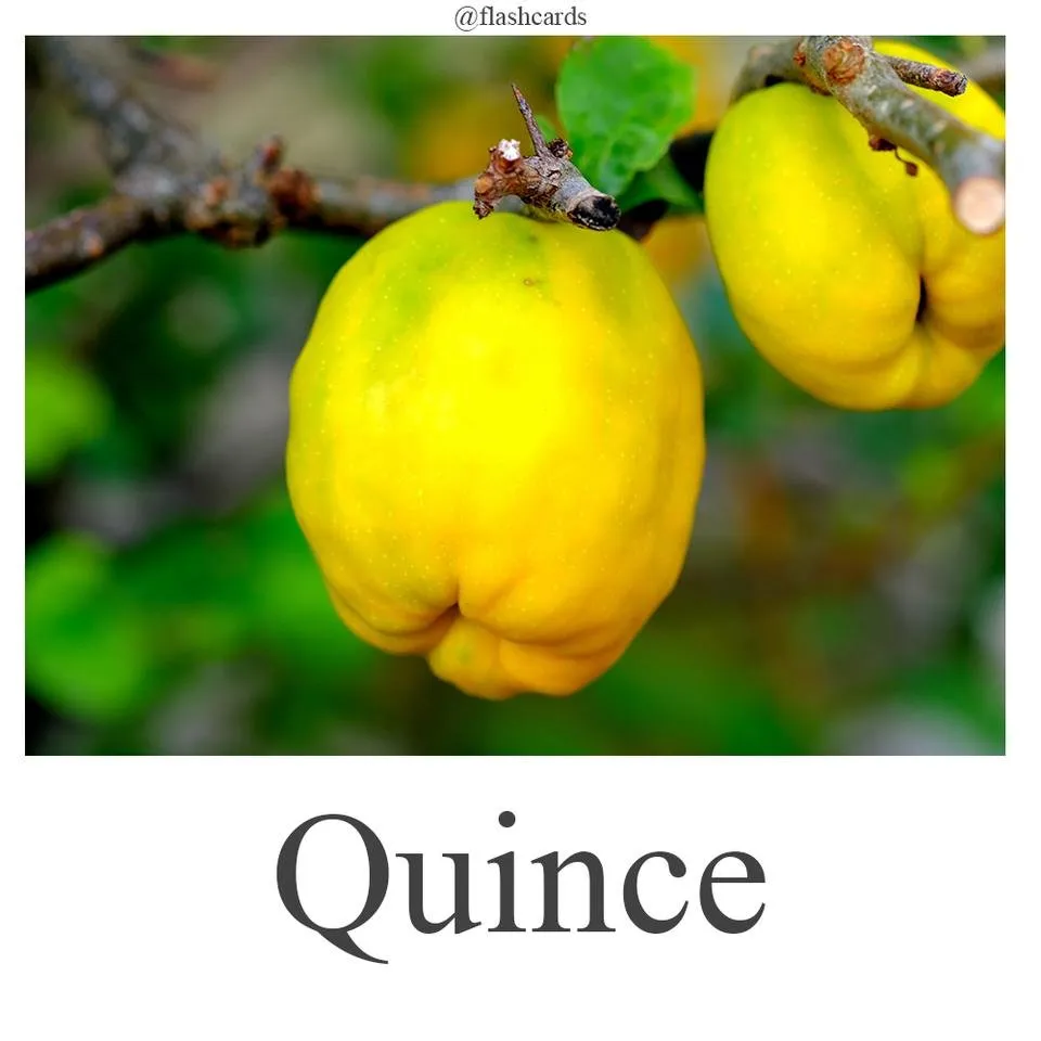 Quince.jpg