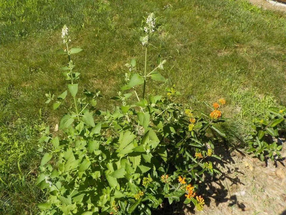 DSCN0710.JPG