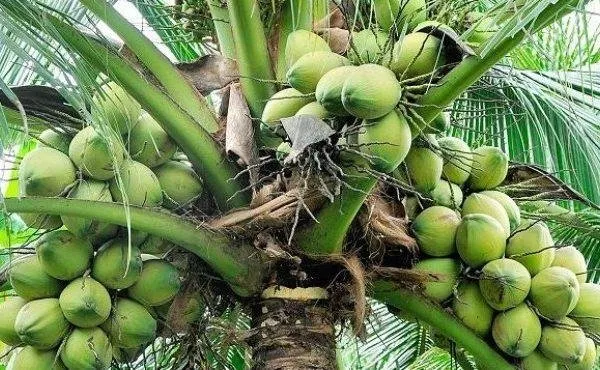 top-10-largest-coconut-producing-states-in-india_1473756435-b-600x370.jpg