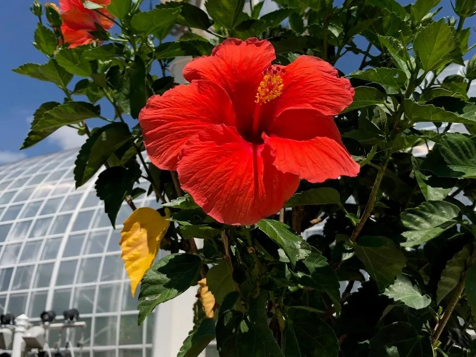 Hibiscus2.jpg