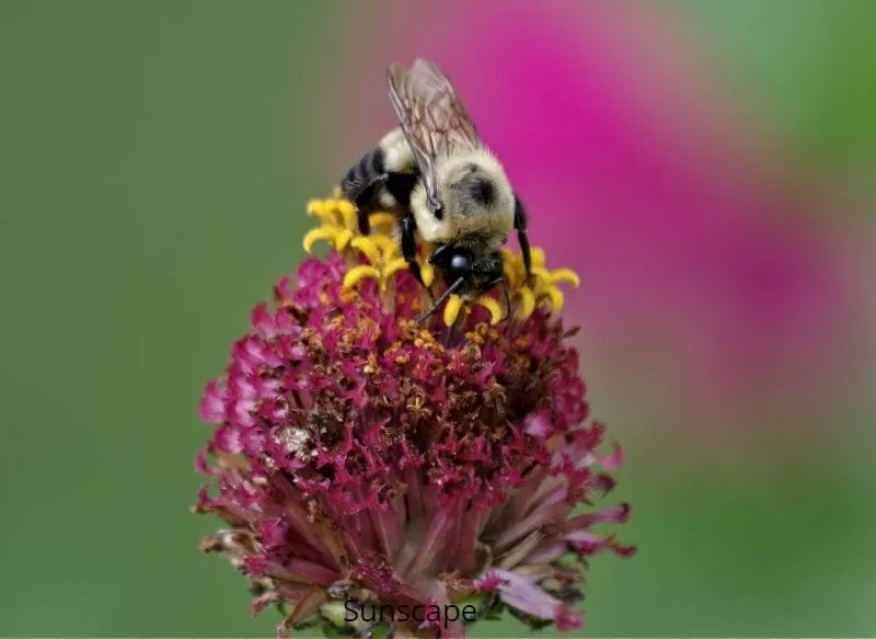 macrothursday bee.jpg