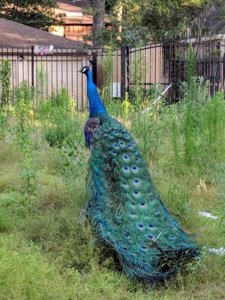 peacocks 2.jpg