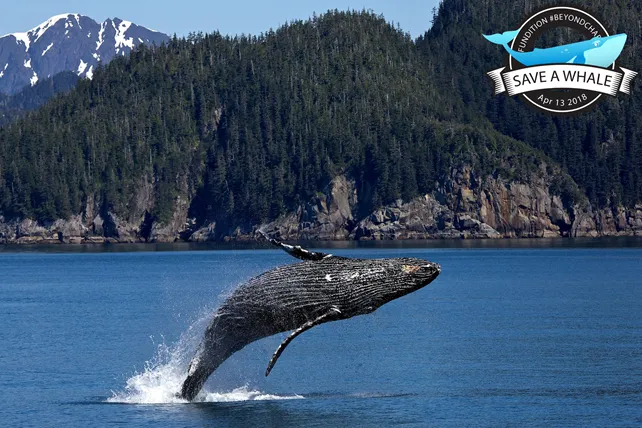 Whale 1.png